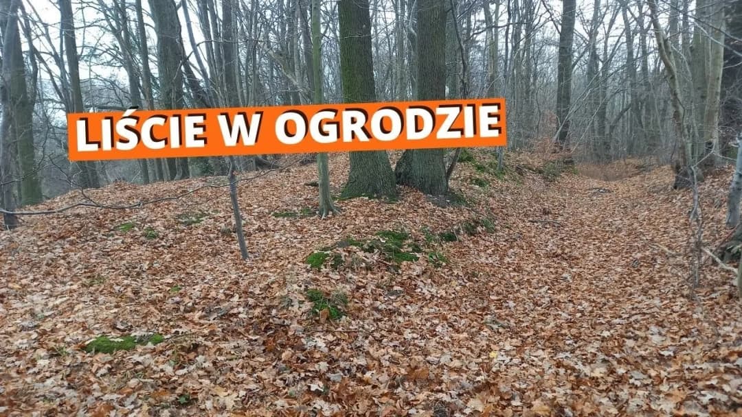 Co zrobić z liśćmi na działce – ekologiczne sposoby na ich wykorzystanie